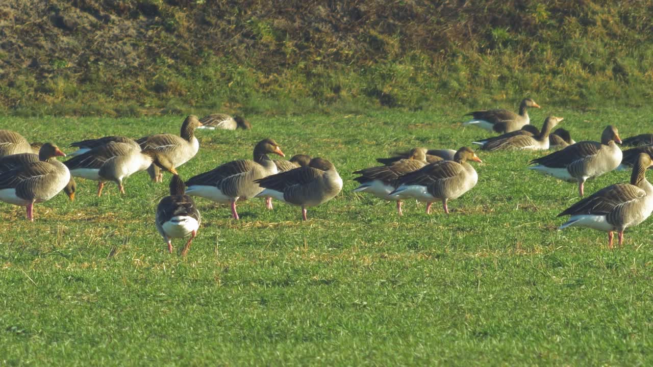 이주 시즌 동안 북부 유럽의 녹색 농경지에서 번식하는 그레이래그 거위의 아름다운 큰 무리, 화창한 봄날, 먼 중간 낮은 각도의 근접 촬영