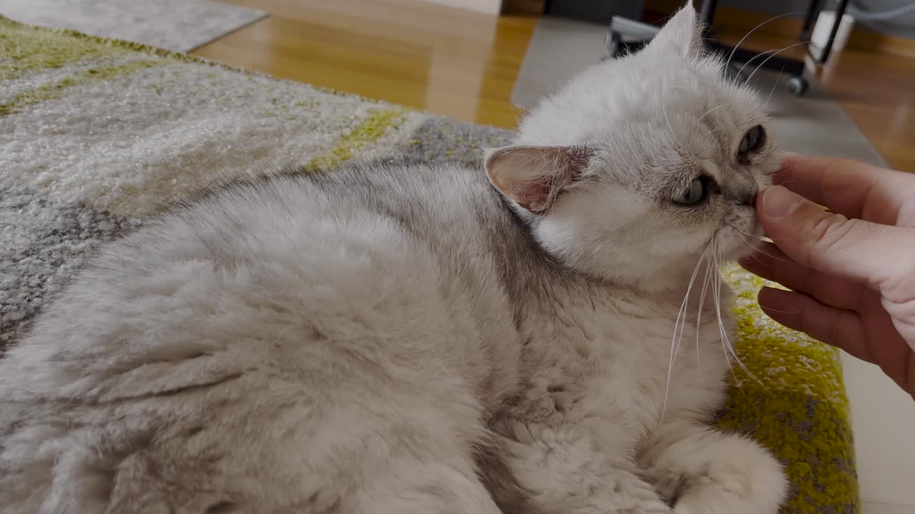 Gatto persiano curioso e carino annusa la mano che gli viene offerta, mostrando interesse e poi accettando volentieri dolci carezze con soddisfazione.