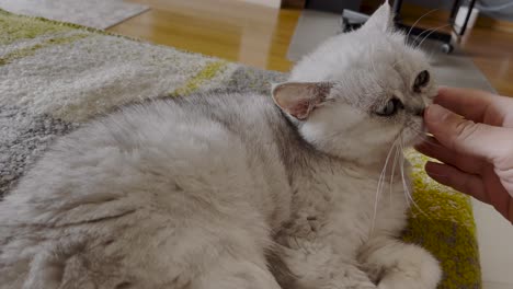 curious-and-cut-Persian-cat-sniffs-the-hand-offered-to-it,-showing-interest-and-then-willingly-accepts-gentle-petting-with-contentment