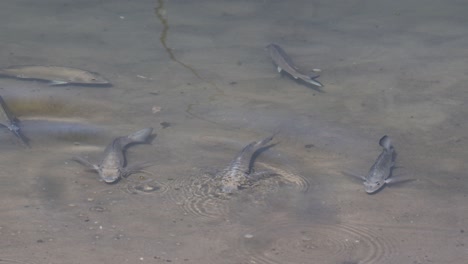 group of white mullet fish in shallow water