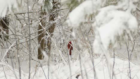 red cardinal bird sitting and pecking on a snowy tree in the forest - eastern canada winter landscape - slider left