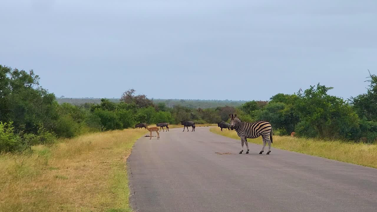 크루거 국립공원 (kruger national park) 에서 길을 가로지르는 야생동물, 과 제브라가 울창한 덤불에서 먹이를 먹으면서 함께 여행하는 모습, 남아프리카 공화국