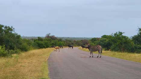 wildlife crossing a road in the kruger national park, wildebeest and zebras traveling together as they graze on the lush bushveld, south africa