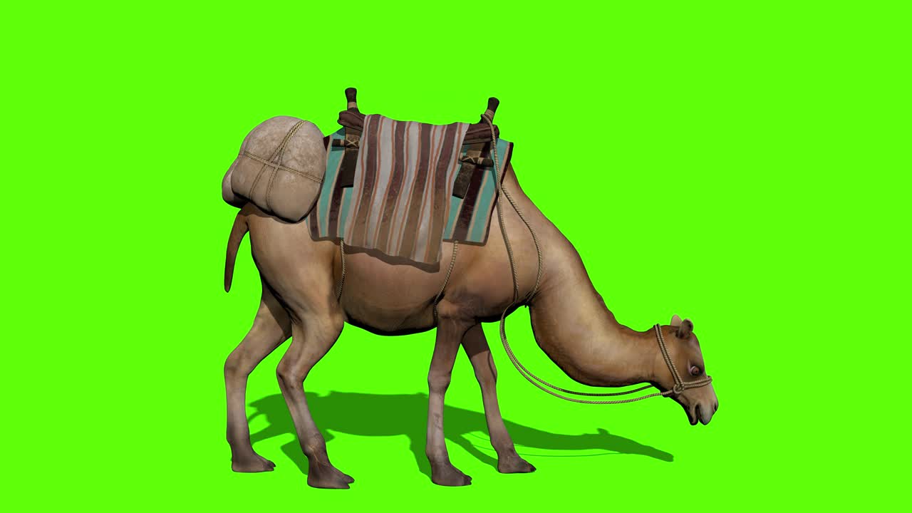 la caravana de camellos camina en el fondo de la pantalla verde.