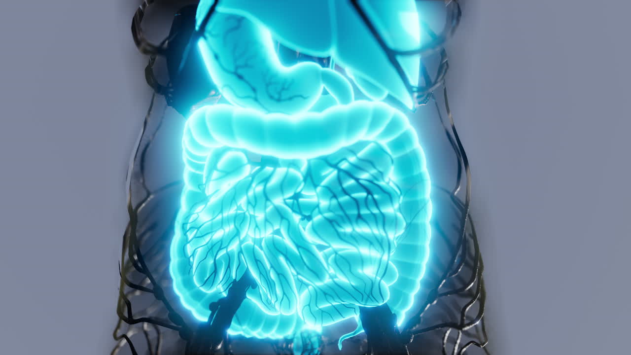 cuerpo humano transparente con sistema digestivo visible