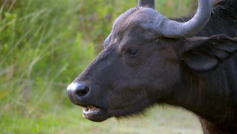 close-up shot of an elderly buffalo chewing beside its offspring