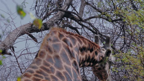 Giraffe-Grazing-On-The-Green-Leaves-Of-A-Tree-In-Nxai-Pan-In-Botswana-On-A-Hot-Summer-Day---Closeup-Shot