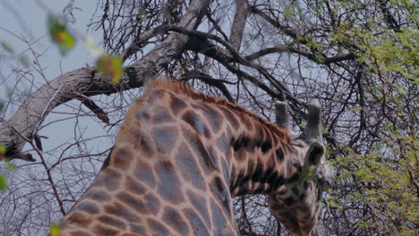 jirafa pastando en las hojas verdes de un árbol en nxai pan en botswana en un caluroso día de verano - toma de primer plano