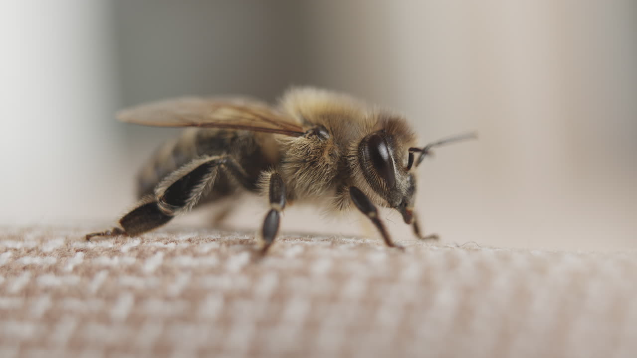 Close-up of a Honeybee on a Fabric Surface