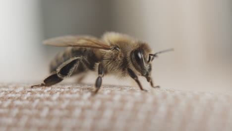 close-up of a honeybee on a fabric surface