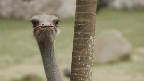 African-ostrich-looking-around-behind-a-tree,-big-head-and-beak-close-up