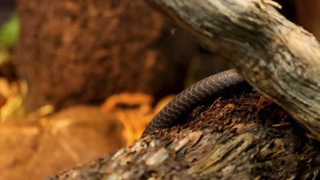 a snake slithers over a log in a zoo