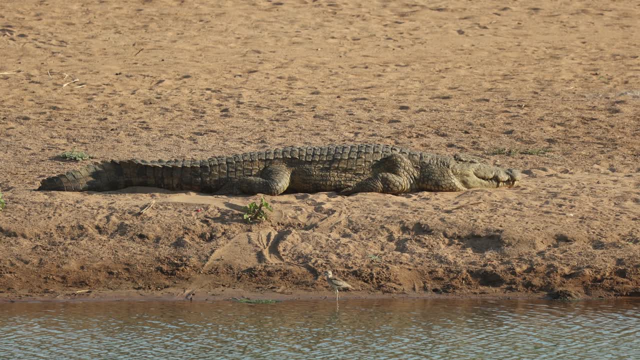 A big Nile crocodile lying on the water's edge sun basking, Mashatu Game Reserve