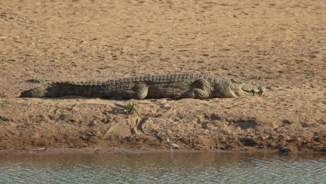 a big nile crocodile lying on the water's edge sun basking, mashatu game reserve
