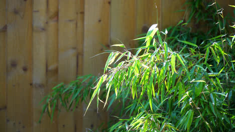 close up of a bamboo shoot, leaf, gently swaying in the wind