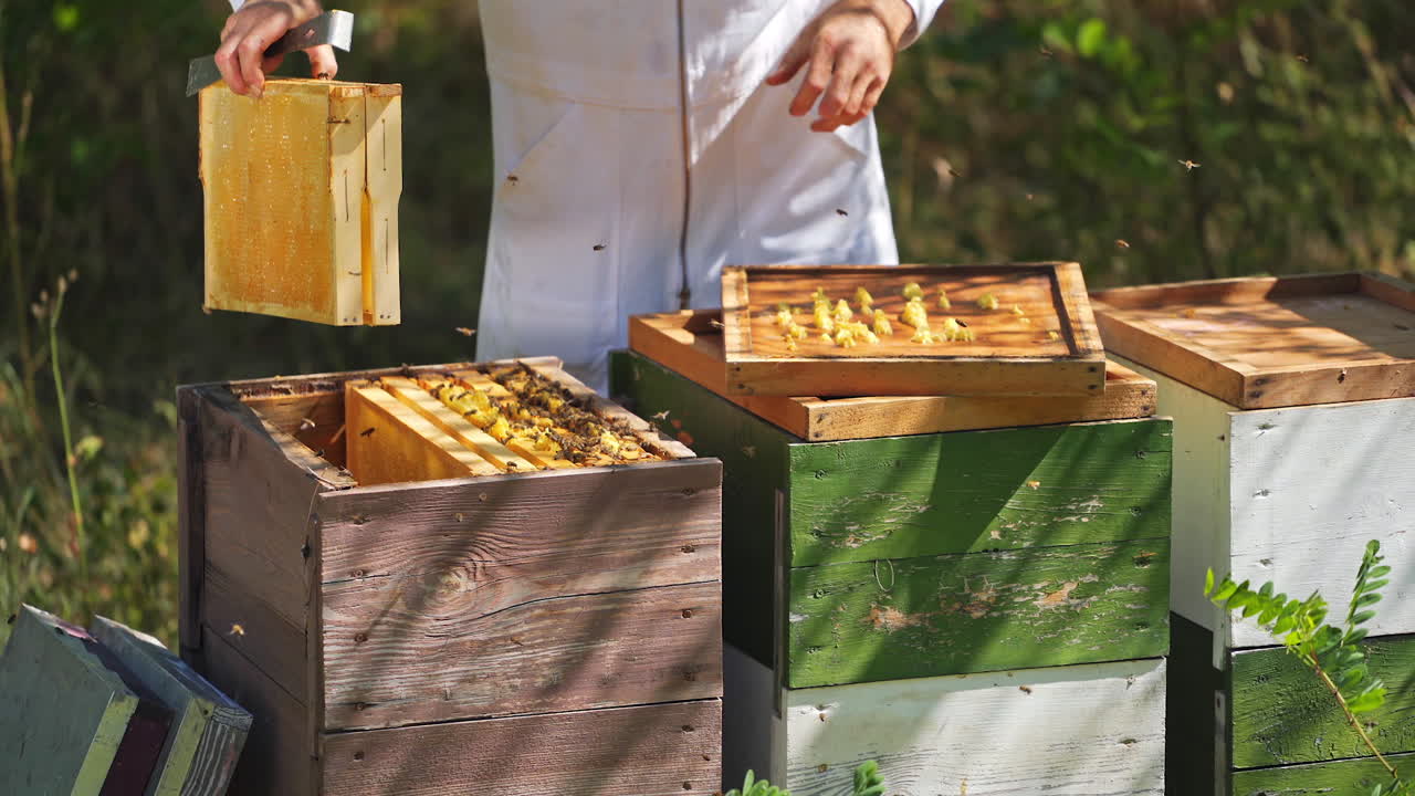 Beekeepers works with bees in apiary. Beekeeper working with bees and beehives on apiary