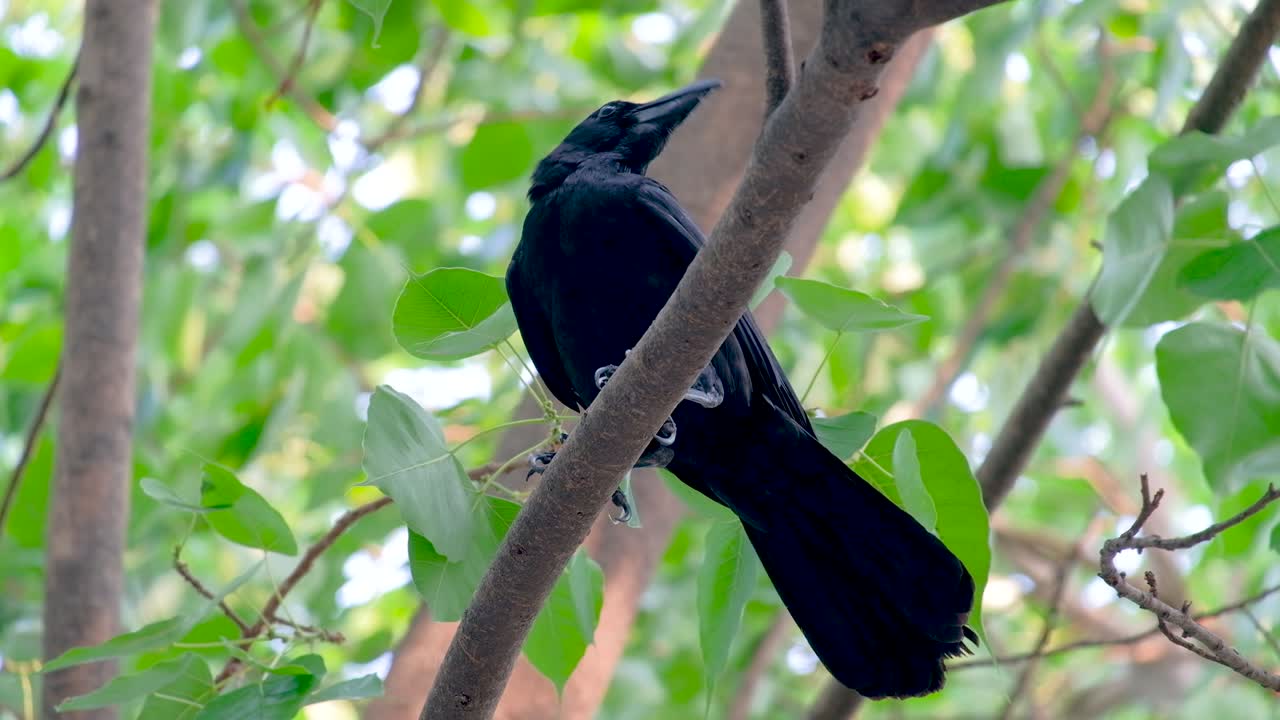 Un corvo delle Marianne che becca mentre è posato sul ramo di un albero rigoglioso in Thailandia - inquadratura dal basso