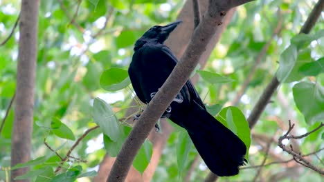 a mariana crow pecking while sitting on the branch of a lush tree in thailand - low angle shot