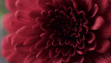 Micro-video-of-close-up-of-red-flower-with-copy-space-on-grey-background