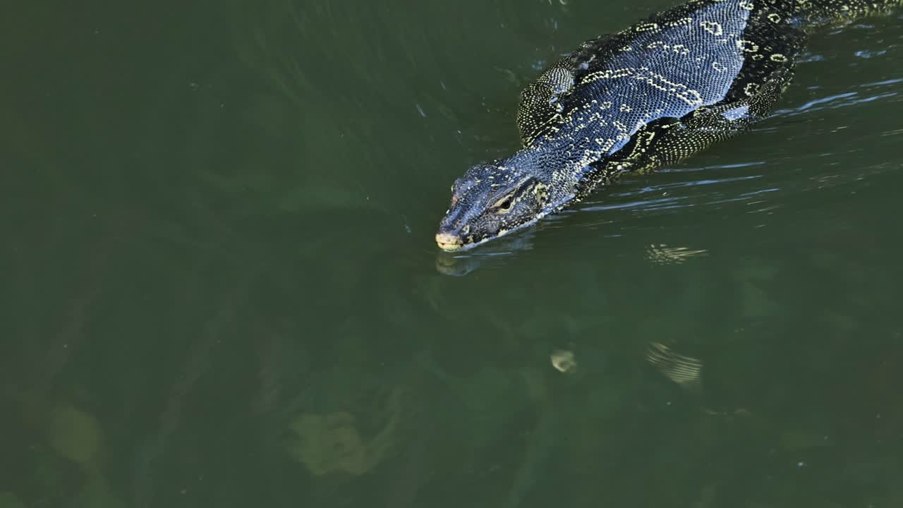 monitorear lagarto deslizándose a través de un estanque tranquilo