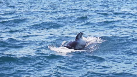 frontal shot of a pilot whales breathing in the blue surface slowmotion