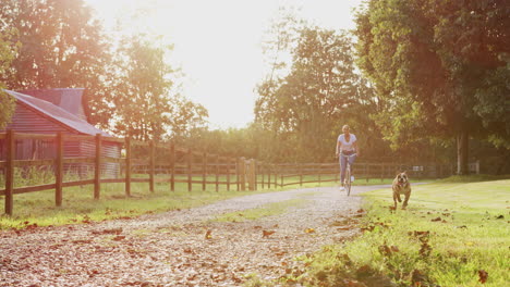 slow motion shot of woman with pet dog riding bike along country lane at sunset