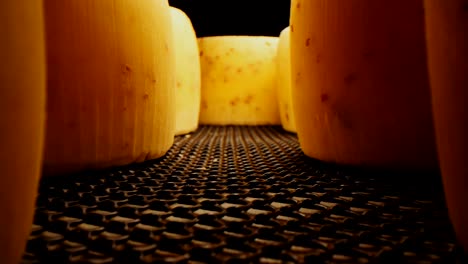 curing cheese heads on metal shelf in black background