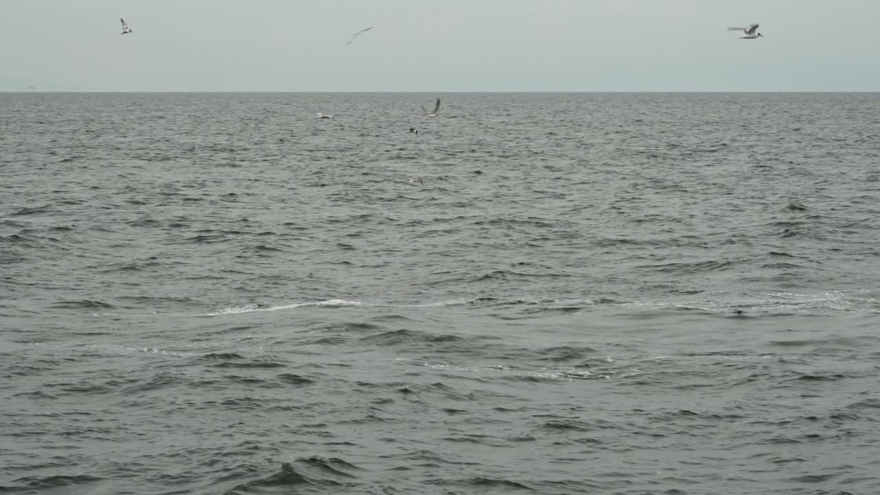 bryde의 고래, balaenopteridae의 입에서 방출 된 음식 조각을 위해 떠 다니는 제비 갈매기