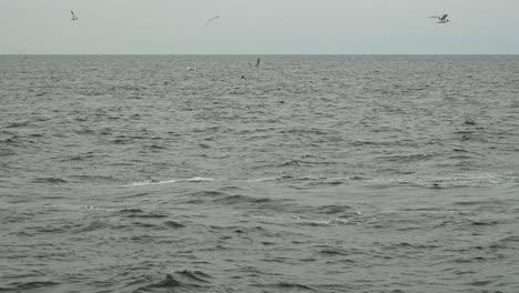 Golondrinas-De-Mar-Flotando-En-Busca-De-Restos-De-Comida-Liberados-De-La-Boca-Del-Rorcual-Común,-Balaenopteridae