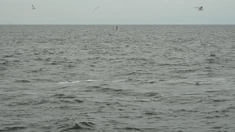 golondrinas de mar flotando en busca de restos de comida liberados de la boca del rorcual común, balaenopteridae