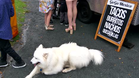 El-Mejor-Amigo-Del-Ser-Humano,-Un-Perro-Blanco