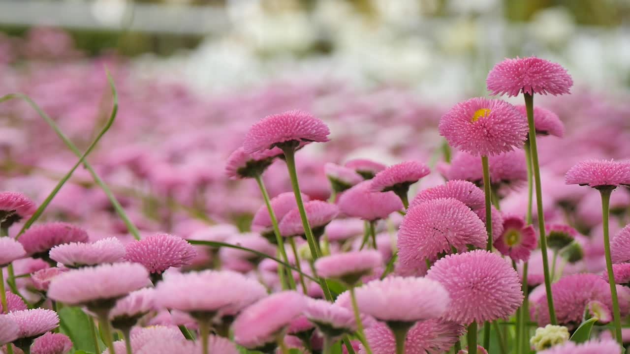 Pink mark med små blomster