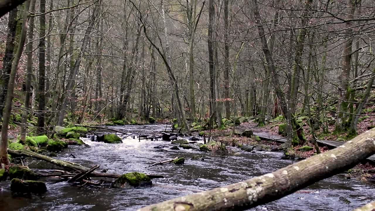 río que fluye lentamente a través de un bosque en otoño
