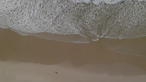 Aerial-top-down-shot-of-the-beautiful-generic-sandy-beach,-bird's-eye-view-of-the-ocean-and-an-empty-beach-from-above,-Nazare,-Portugal