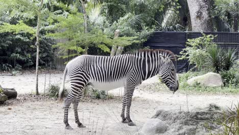 toma lateral de una cebra herbívora de grevy, equus grevyi comiendo henos secos en un ambiente cerrado en el zoológico safari de singapur, reservas de mandai, sudeste de asia