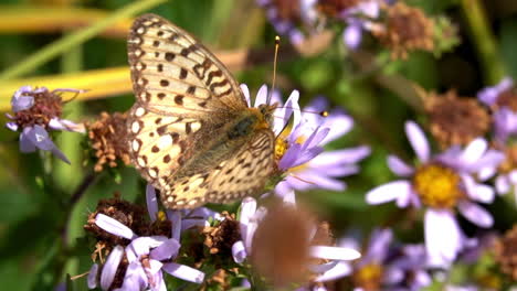 uma borboleta fritillary mórmon reúne néctar em uma flor