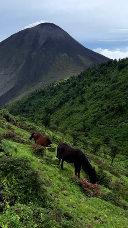 horses grazing on a hillside with a volcano in the background