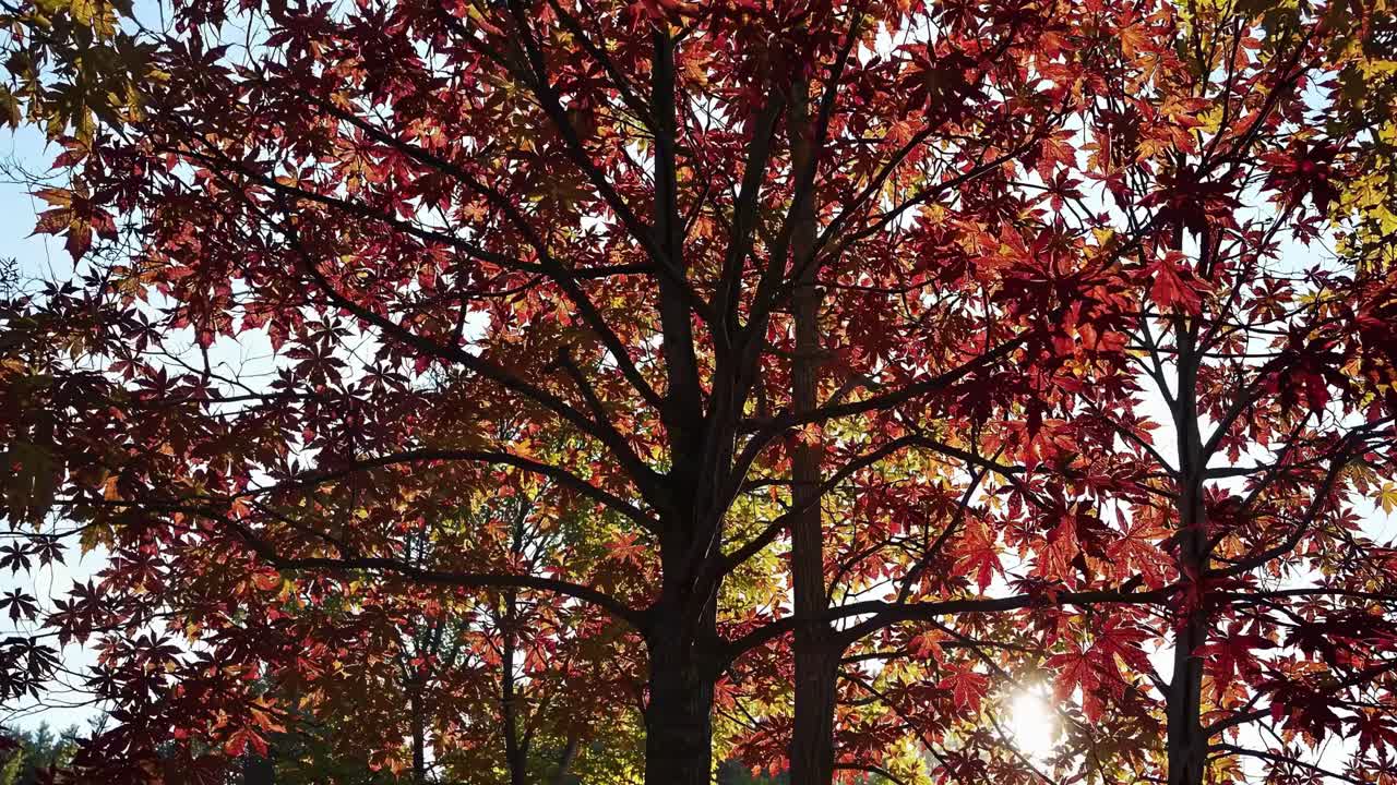 Backlit autumn tree with vibrant red leaves, captured from a low angle