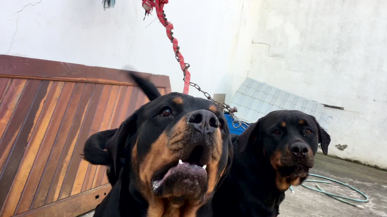 벽에 사슬로 인 로트와일러 개들은 주의를 끌고 가축화로부터 탈출하기를 원합니다.