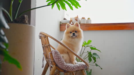 포메라니아 스피츠 개가 창문 의 베개로 나무 의자에서 휴식을 취하고 있다