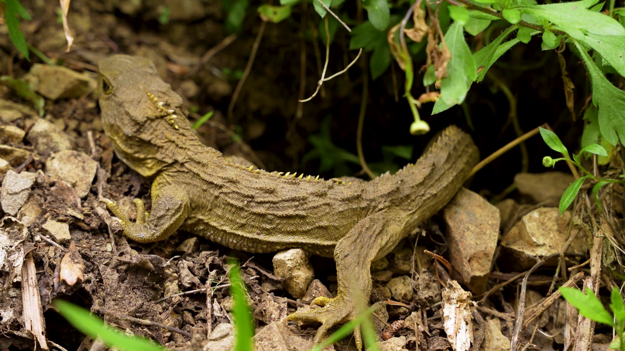 Tuatara rests as its torso moves gently while breathing on native New Zealand forest floor, static close up shot.