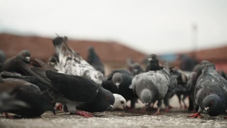 Bandada-De-Palomas-Alimentándose-En-El-Suelo-Fuera-De-La-Catedral-De-San-Cristobal-Martir-En-México