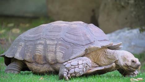 Chelonoidis Tortoise Rests in Grassy Wildlife Event. A Chelonoidis tortoise peacefully rests on a vibrant grassy field, blending into the wildlife event in the terrestrial grassland