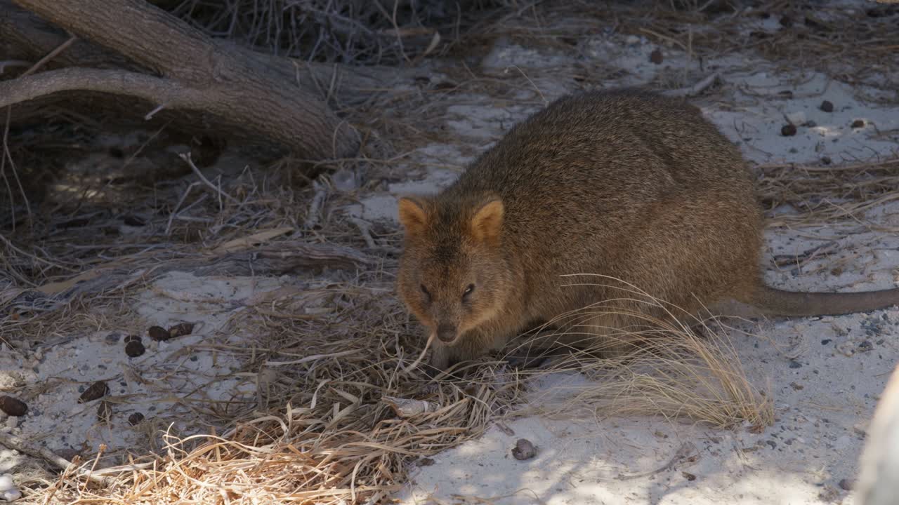 A quokka peacefully chews on grass, displaying its calm nature in a serene outdoor setting.