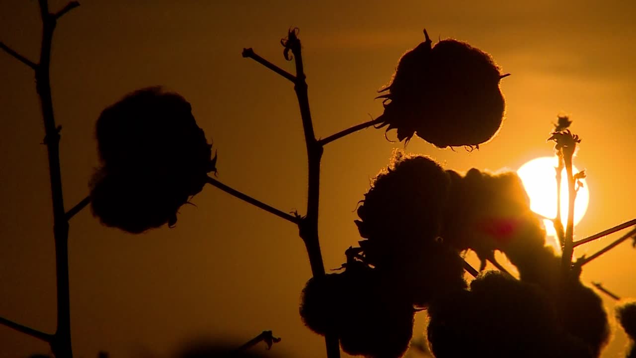 plantas de algodón con silueta contra un cielo dorado al atardecer