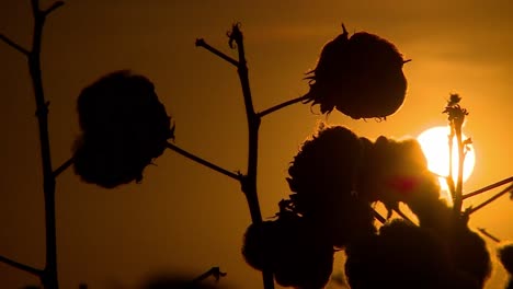 Silhouette-Von-Baumwollpflanzen-Vor-Einem-Goldenen-Sonnenuntergangshimmel