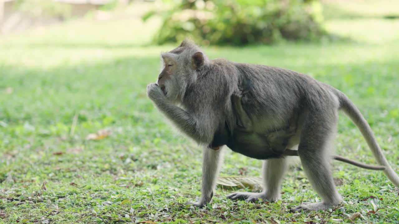 Slow motion shot of a mama monkey walking with her baby attached
