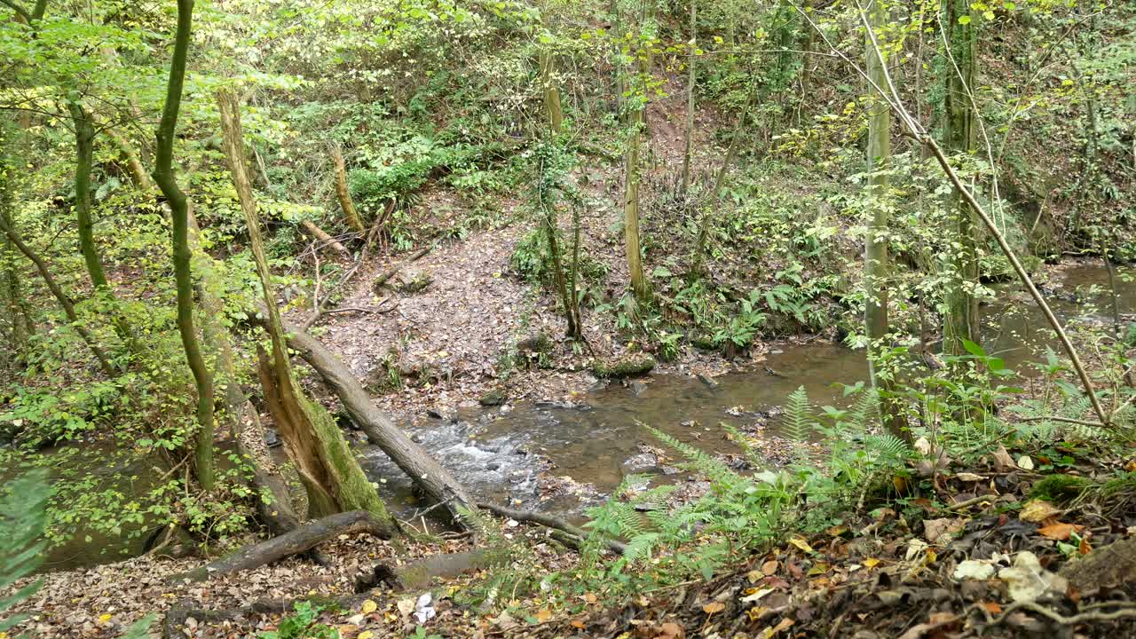 temporada de otoño bosque que fluye bosque arroyo exuberante follaje mirando hacia el suelo del bosque