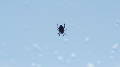 silhouette of a baby cross orbweaver spider in a backyard, canada