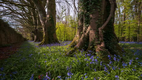 time lapse of bluebells forest during spring time in natural park in ireland
